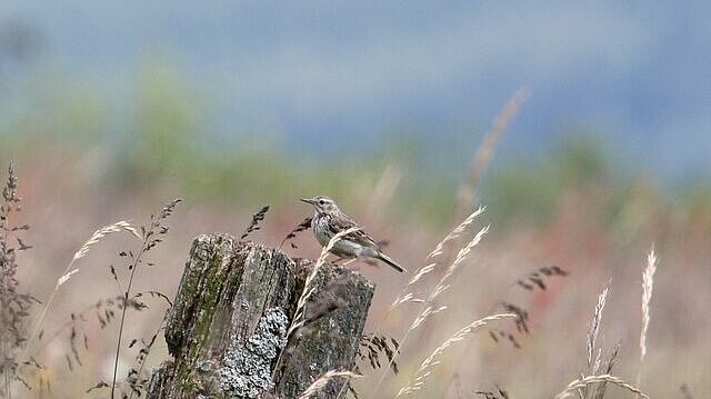 Ein Wiesenpieper sitzt auf einem Holzpfahl.