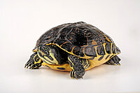 Fotolia_Schmuckschildkroete.jpg