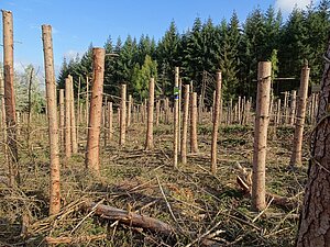 Akustisches Aufnahmegerät zur Erfassung der Vogelgemeinschaft zwischen Fichten-Hochstubben.