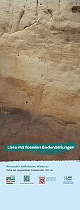 Bodenprofil Löss