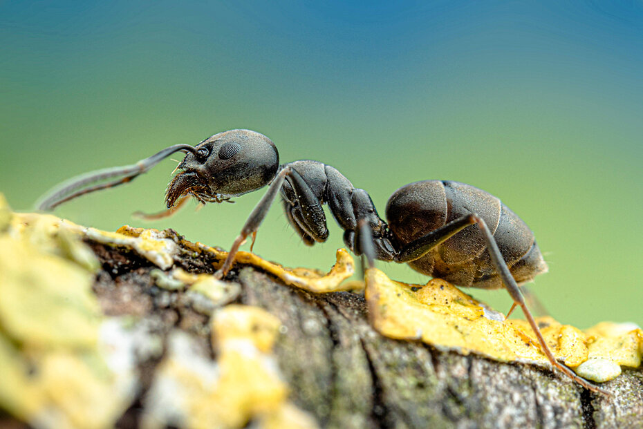 Nahaufnahme einer einzelnen Großen Drüsenameise