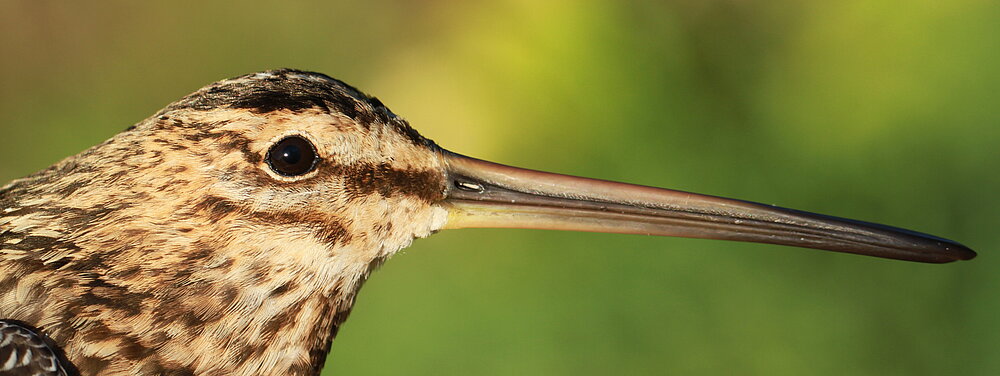 Seitliches Porträt einer Bekassine.