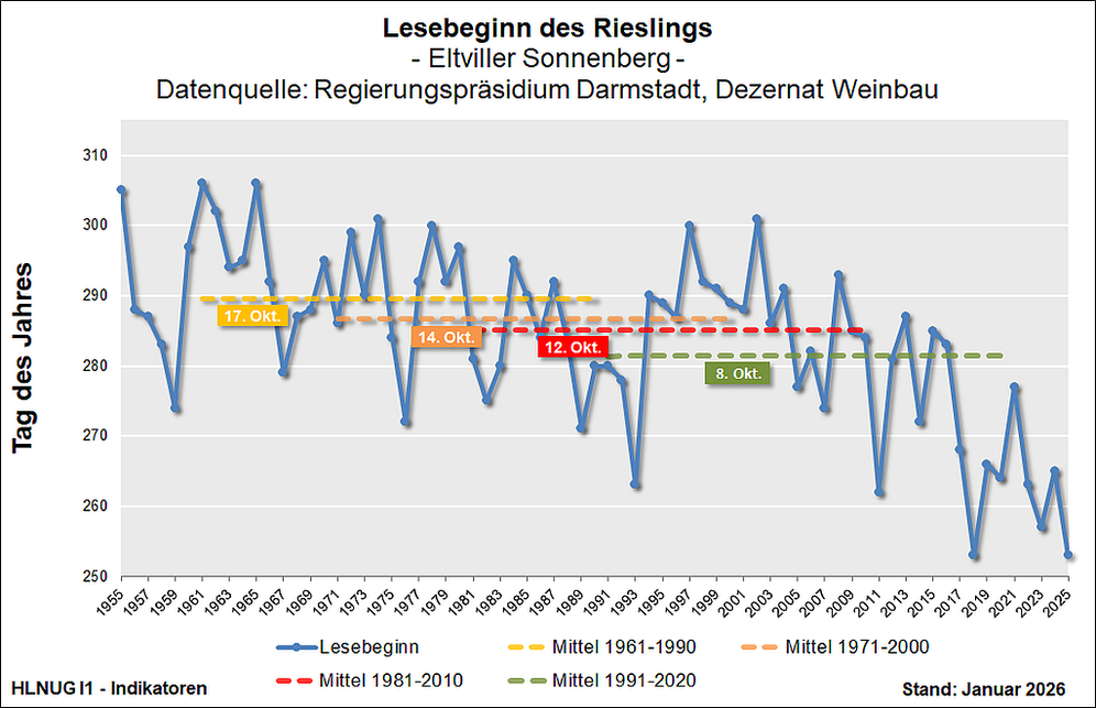 Lesebeginn des Rieslings