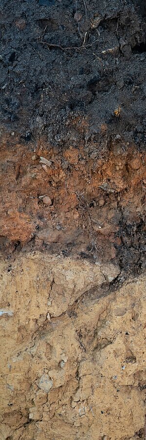 Bodenprofil Kohlenmeilerboden