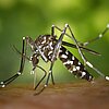 Aedes-albopictus_CDC_Gathany.jpg