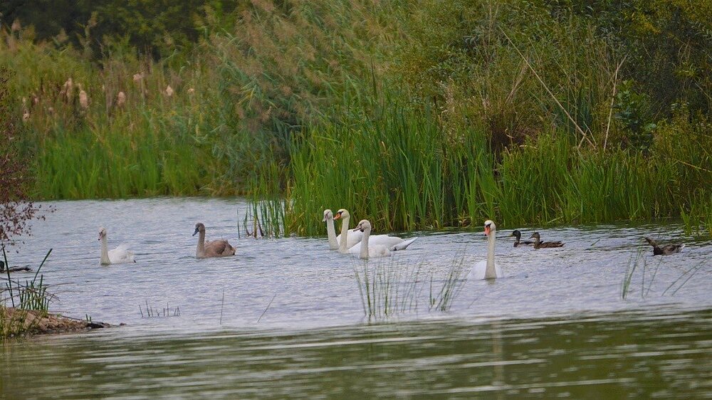 Das Vogelschutzgebiet Fuldatal zwischen Rotenburg und Niederaula mit Blick auf einen See mit sechs Schwänen und drei Stockenten. 