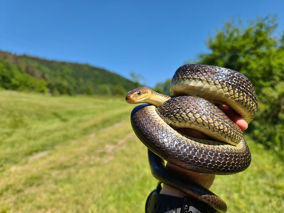 Im Vordergrund eine Äskulapnatter die um eine Hand gewickelt ist. Im Hintergrund ein Feld.