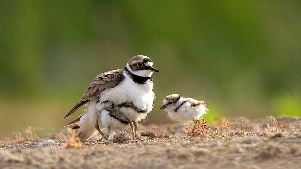Flussregenpfeifer mit drei Jungvögeln unter seinen Fittichen und ein weiterer Jungvogel auf steinigem Untergrund.