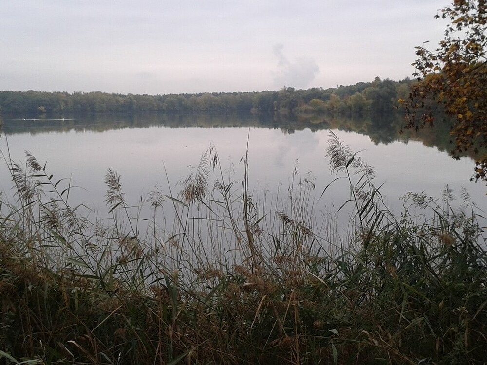 Das Vogelschutzgebiet Bongsche Kiesgrube mit Blick auf einen See und Schilfbestände im Vordergrund.