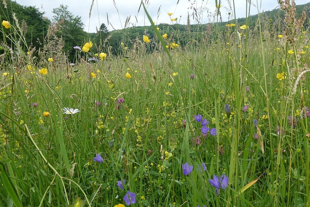 Artenreiche Mähwiese am Meißner