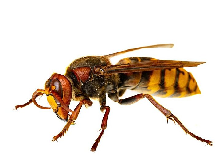 Europäische Hornisse