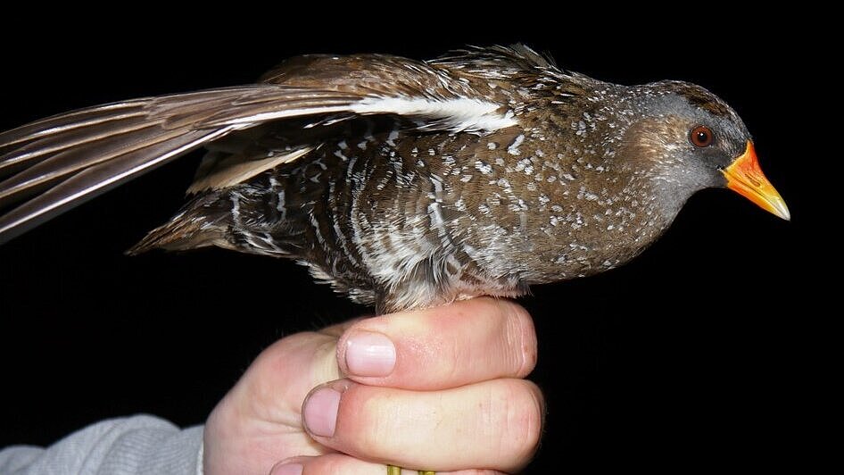 Ein Tüpfelsumpfhuhn wurde gefangen und beringt.