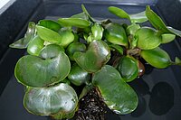 Eichhornia_crassipes_P1000476_LarsMoeller.JPG