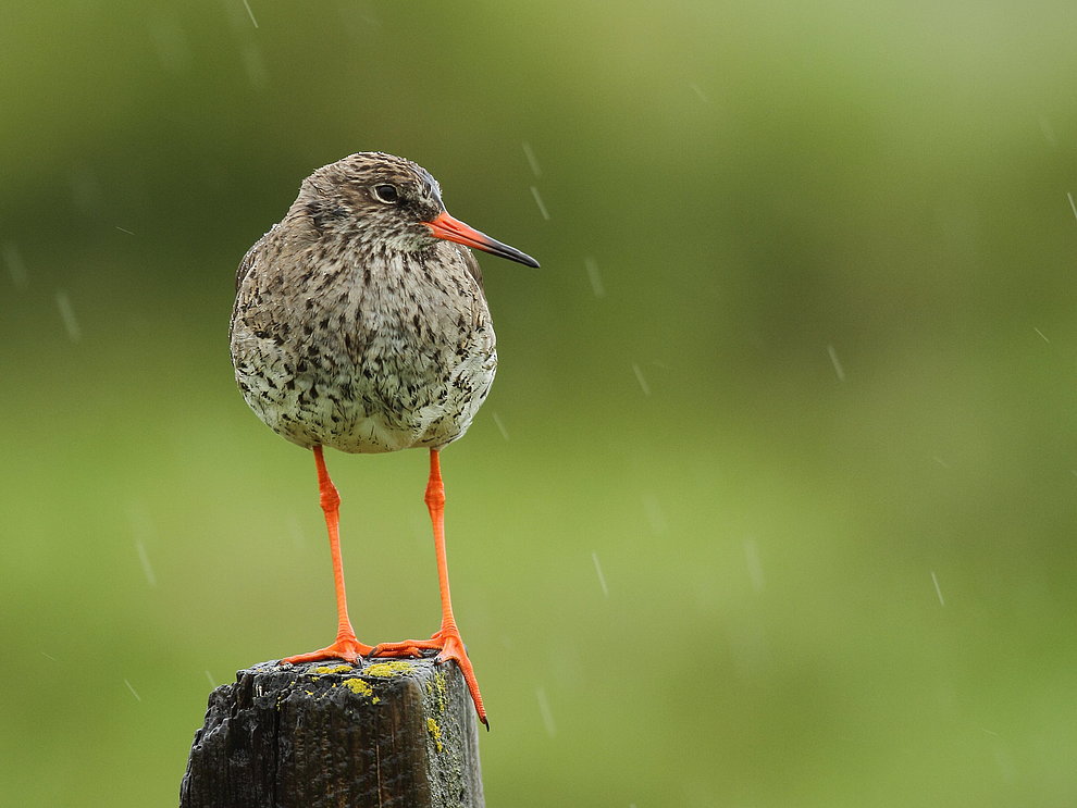 Rotschenkel steht auf Holzpfahl im Regen