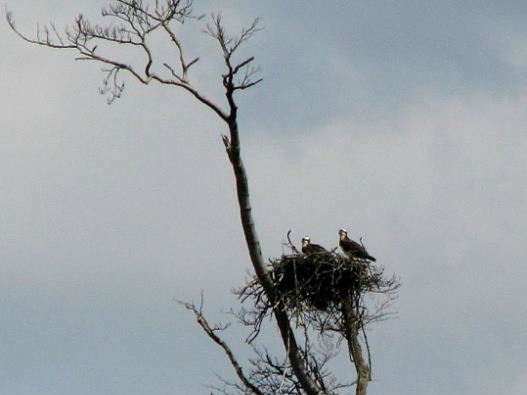 Zwei Fischadler sitzen auf einem Horst.