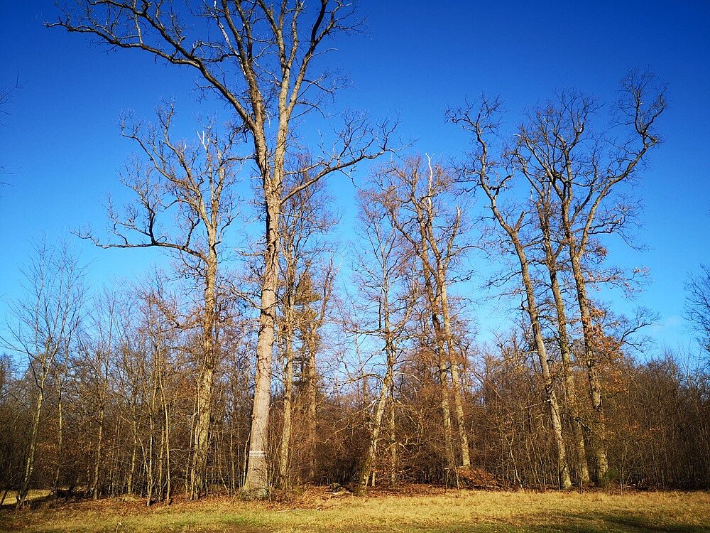 Das Vogelschutzgebiet Wälder der südlichen Hessischen Oberrheinebene mit Blick auf abgestorbene Bäume.