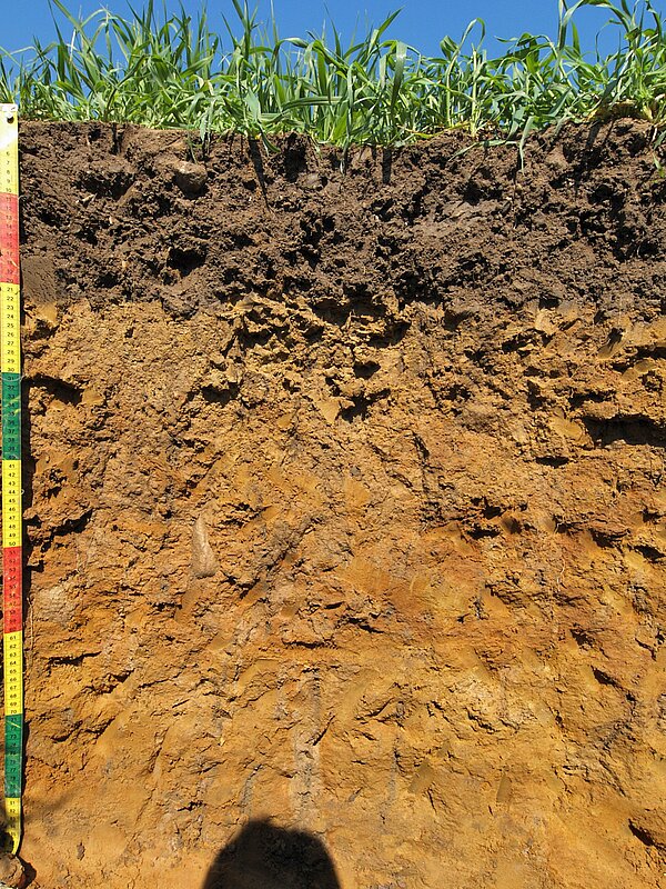 Bodenprofil Ackerboden