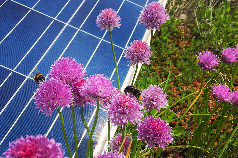 Foto einer Dachbegrünung mit PV-Anlage