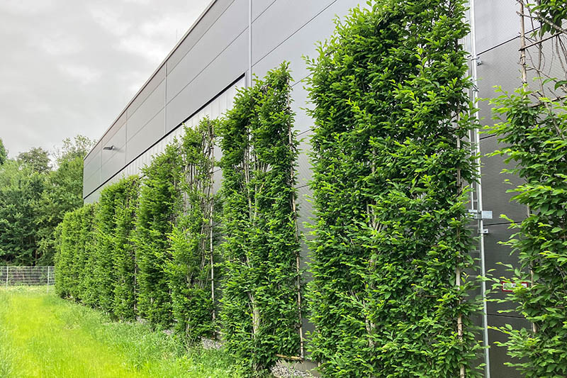 Foto einer Fassadenbegrünung