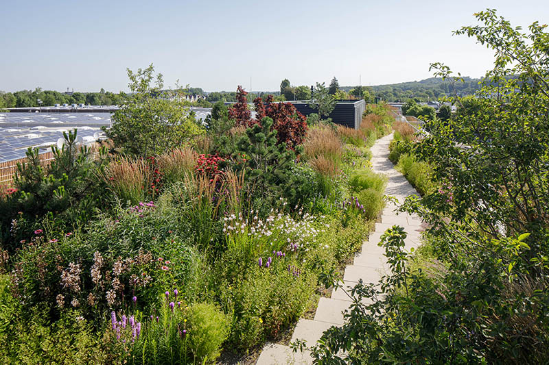 Foto einer intensiven Dachbegrünung